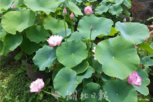 平民价格的高端旅行车,价格七万起步,主流配置统统有!_挂机宝淘客