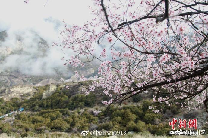 今天起世园会开展啦！九图教你辨别常见花卉_挂机宝客服