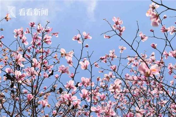 丹麦首富痛失3个子女_美国CN2线路