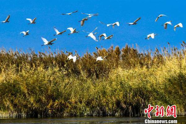 县人社局副局长被查后 基层医疗机构46人自首退赃_9929稳定运营商