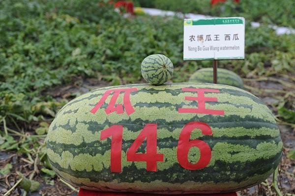 大兴机场三国杀:国航入局 南航要怕吗?