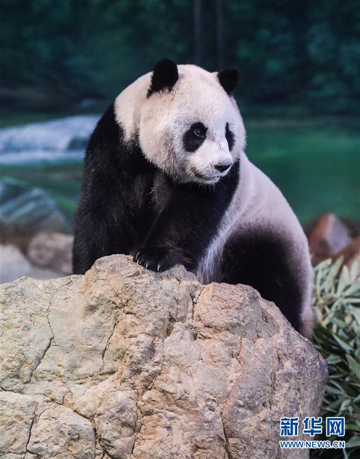 惊奇！英国动物园一黑熊用布条蘸水给自己洗澡_9929晚高峰表现