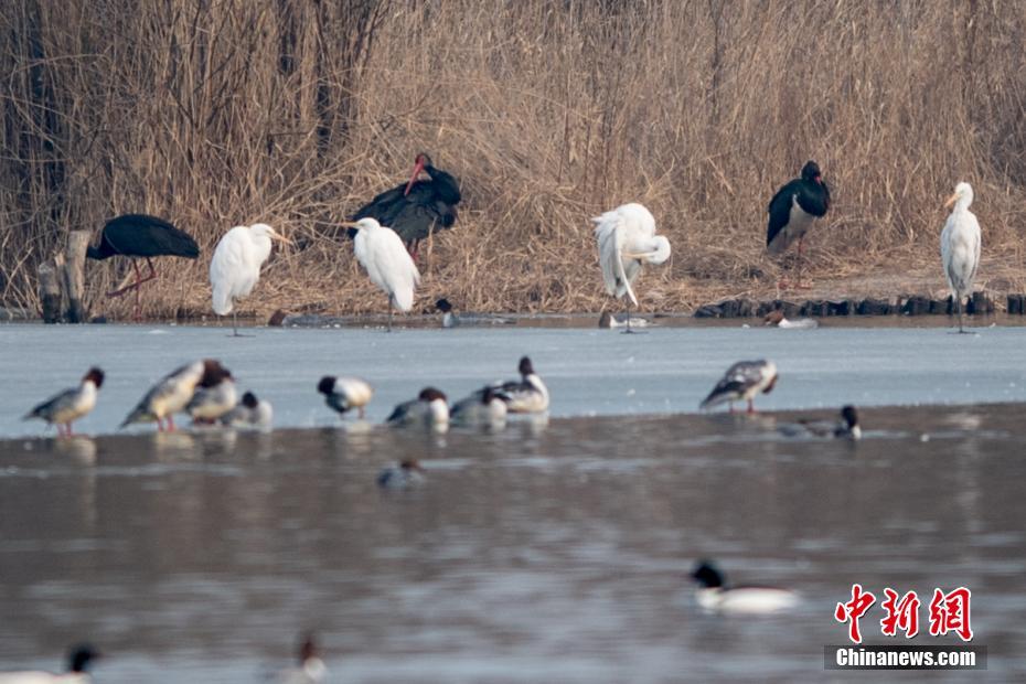 海南假疫苗走私疑云：来自哪里 流向何方_云服务器服务商