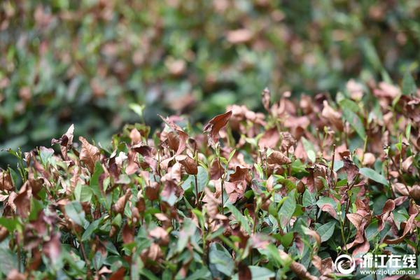 小红书代写产业链:编出"种草"笔记 花钱可上热门推荐_云服务器20M带宽