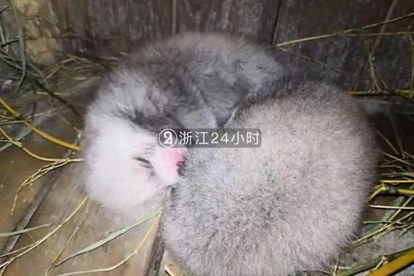美国纳斯卡再现灾难性事故 “最漫长翻车”座驾损毁严重