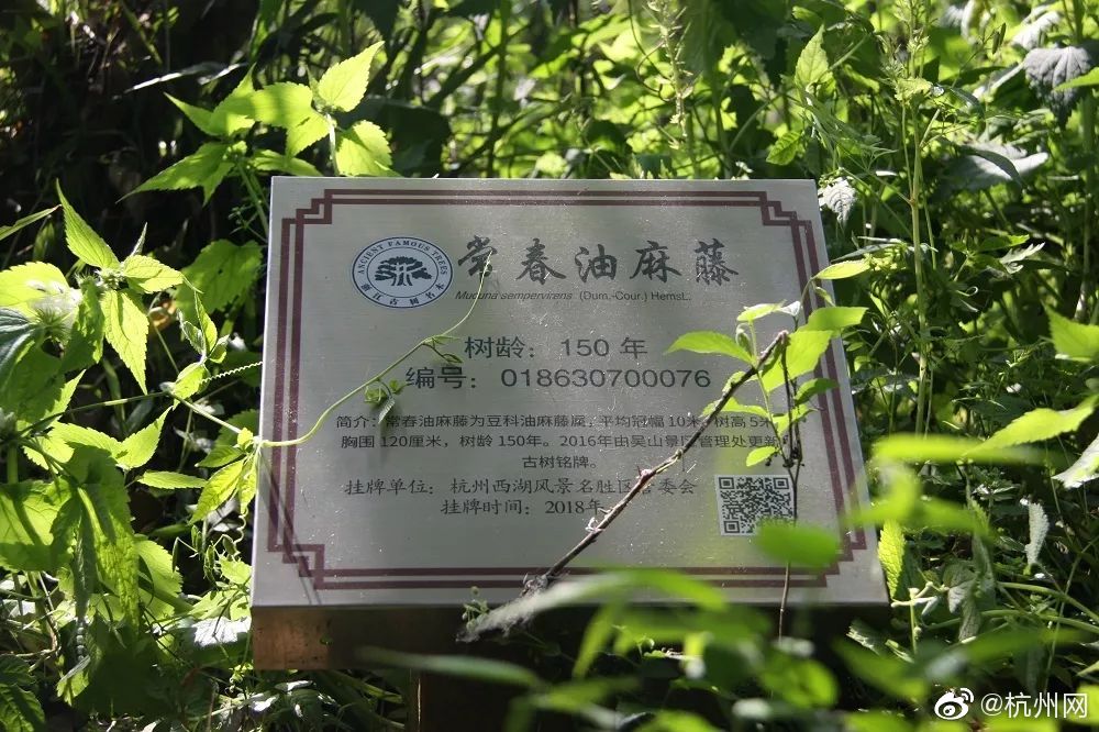 罗永浩官宣发布小野电子烟一代_CN2服务器远程办公
