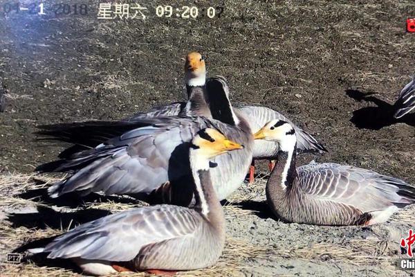 孩子智商高低可以这样看出来?_七牛云服务器
