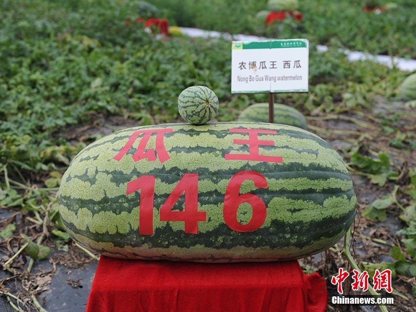 注意 中国留学生谨防陷入这些“打折学费”骗局中