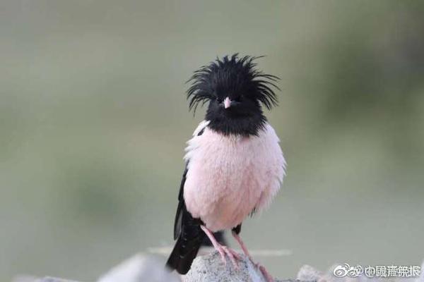 走出无效努力的怪圈：对的方向比努力更重要_云电脑5G