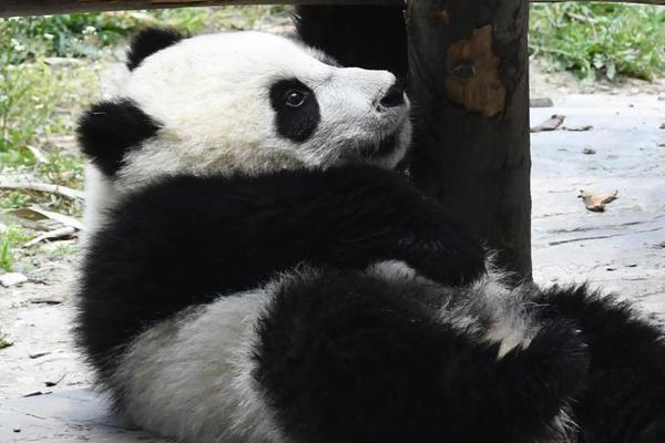 贾静雯:《我们与恶的距离》_挂机宝运行脚本