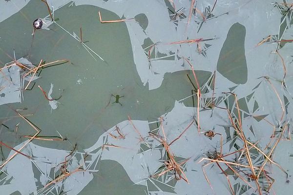 曾被IS招募奔赴叙利亚 俄罗斯女大学生如今深感羞愧_商标注册