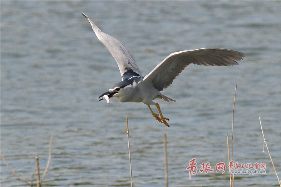 寡妇桥传说：不一样的寡妇不一样的桥