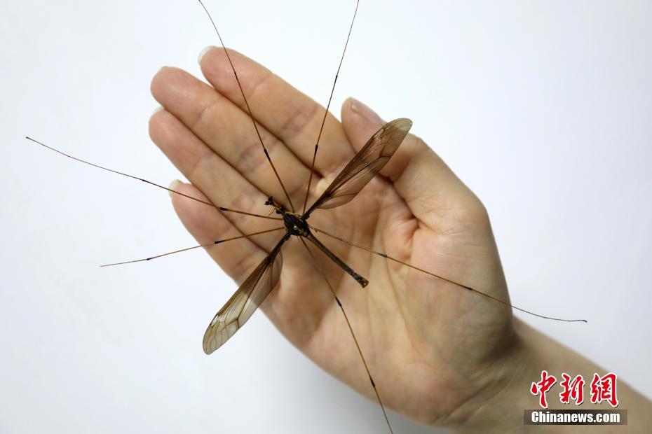 乐清男孩失联案母亲被判1年3个月 这细节令人心疼_挂机宝单线