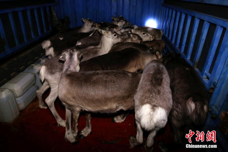 习近平出席中国北京世界园艺博览会开幕式_独享云服务器