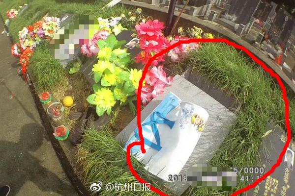山东青岛全国爱鸟周春光中的火烈鸟_挂机宝网络优化