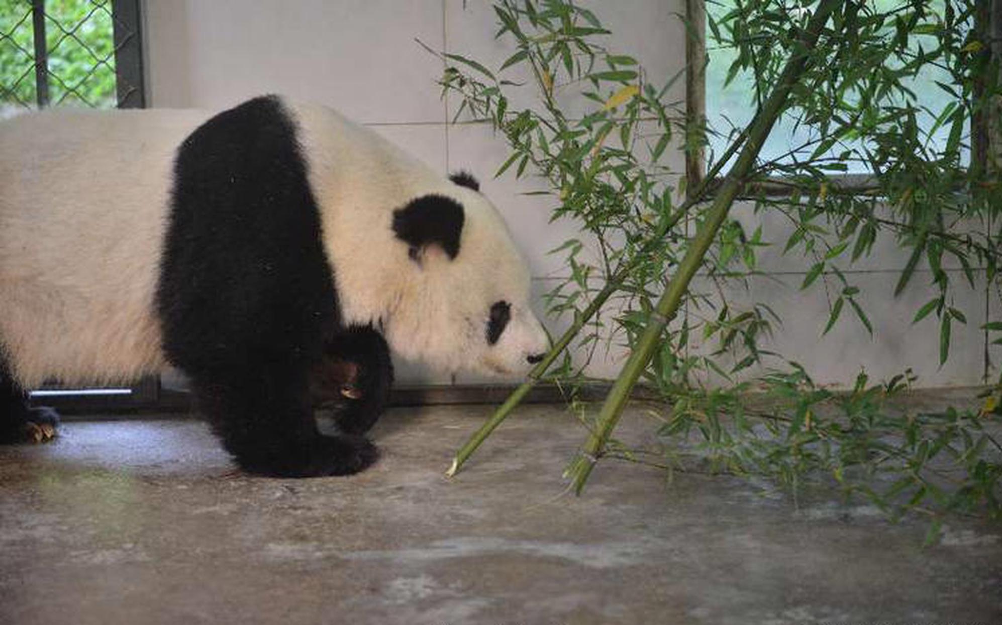 蔡依林流“粉色眼泪”秀锁骨 网友：美貌在线索命_西北云服务器