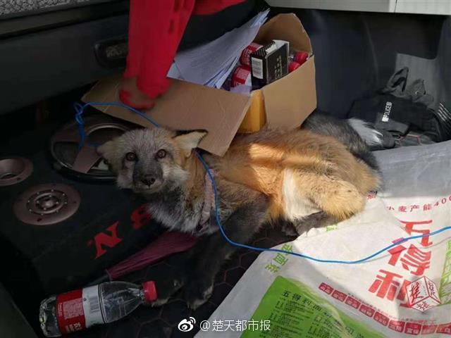 陕西扶贫开发办副主任陈肖坪被双开：搞政治投机_挂机宝雷电模拟器