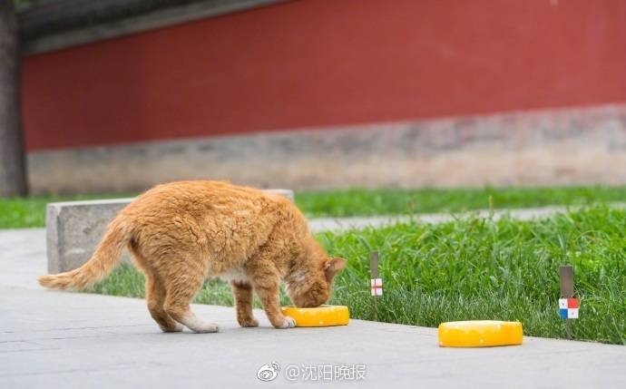 光明日报：中国网文何以成海外读者新宠_CN2 GT线路特点