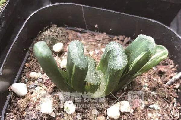 新疆众将踏上归途表情凝重 阿不都显落寞_挂机宝加速器