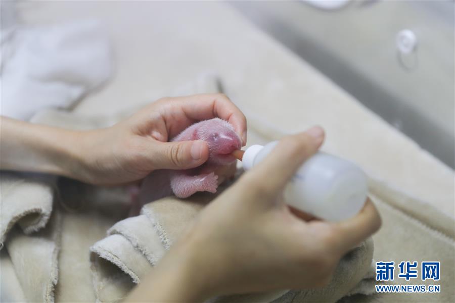 河北曝冒名上大学事件_CN2服务器节点
