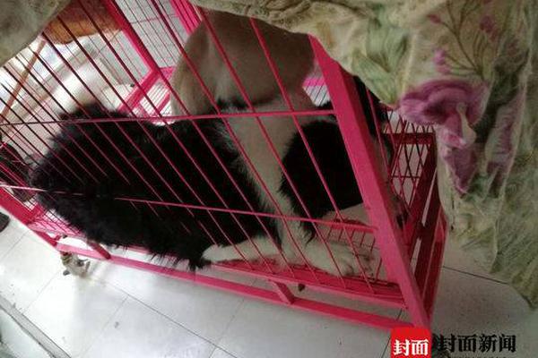 大熊猫丁丁如意起程赴俄罗斯
