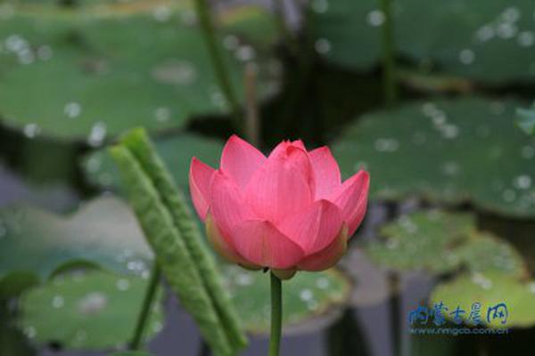 无线充电开发较早 有线快充却后来居上_9929大数据分析