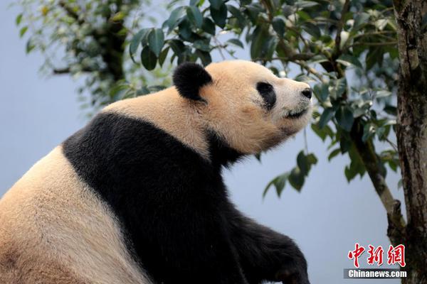 2.0T带四驱，这奥迪又降2万，人称平价小A7，终于火了！_什么是挂机宝