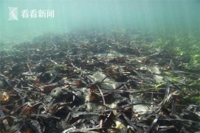 晚年欧阳修头戴鲜花游西湖，一首宋词字里行间可见醉翁本色_云服务器16G内存