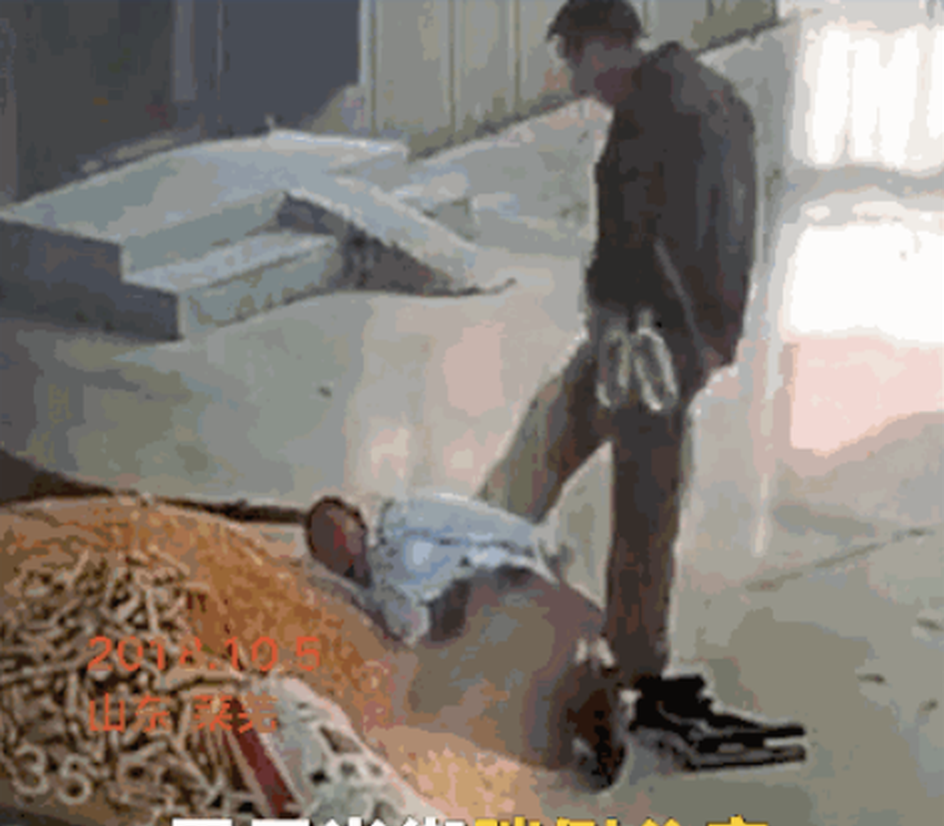 上海民校为何受家长“热捧”？_挂机宝独立显卡