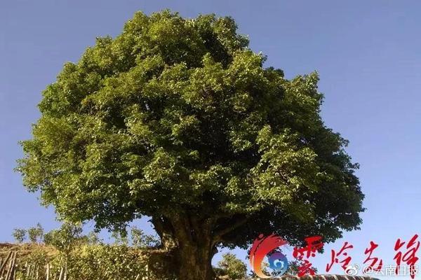辟谷养生不是忍饥挨饿，不可盲目练习_挂机宝远程办公