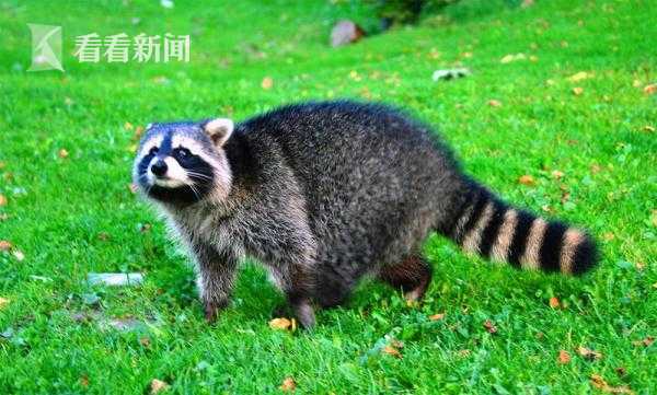 ８种情况须尽早进行肺移植