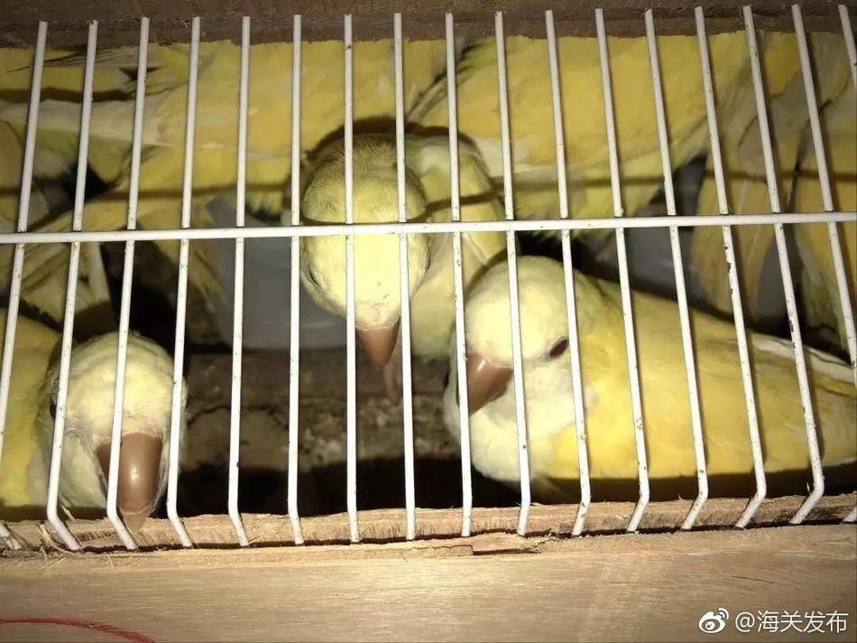 出于对中国这个伟大国家的尊重，我觉得有必要跟大家宣布关于 我放