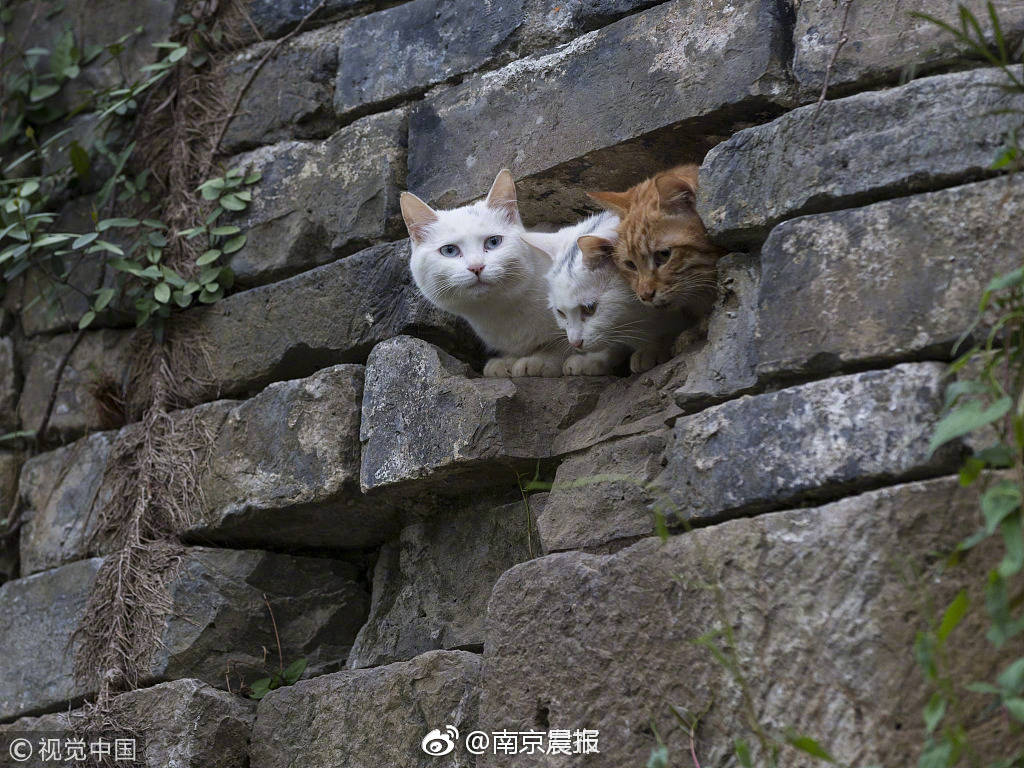 太拼了！新疆队长门牙错位 或面临换牙仍选择战斗到底_云电脑跨平台
