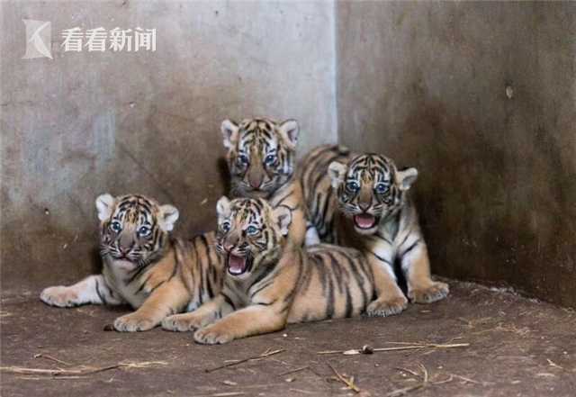 晋国国君为什么大多短命