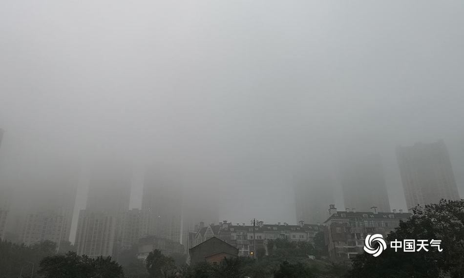 新生象宝宝 个头小小萌萌哒