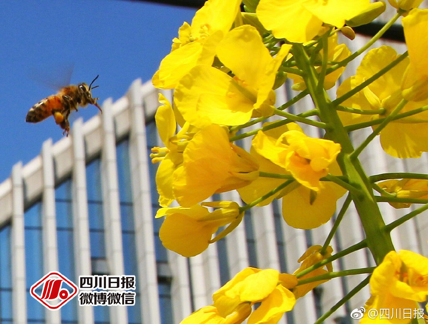 巨人网络任命聂志明为CTO 成立人工智能实验室_9929香港云服务器