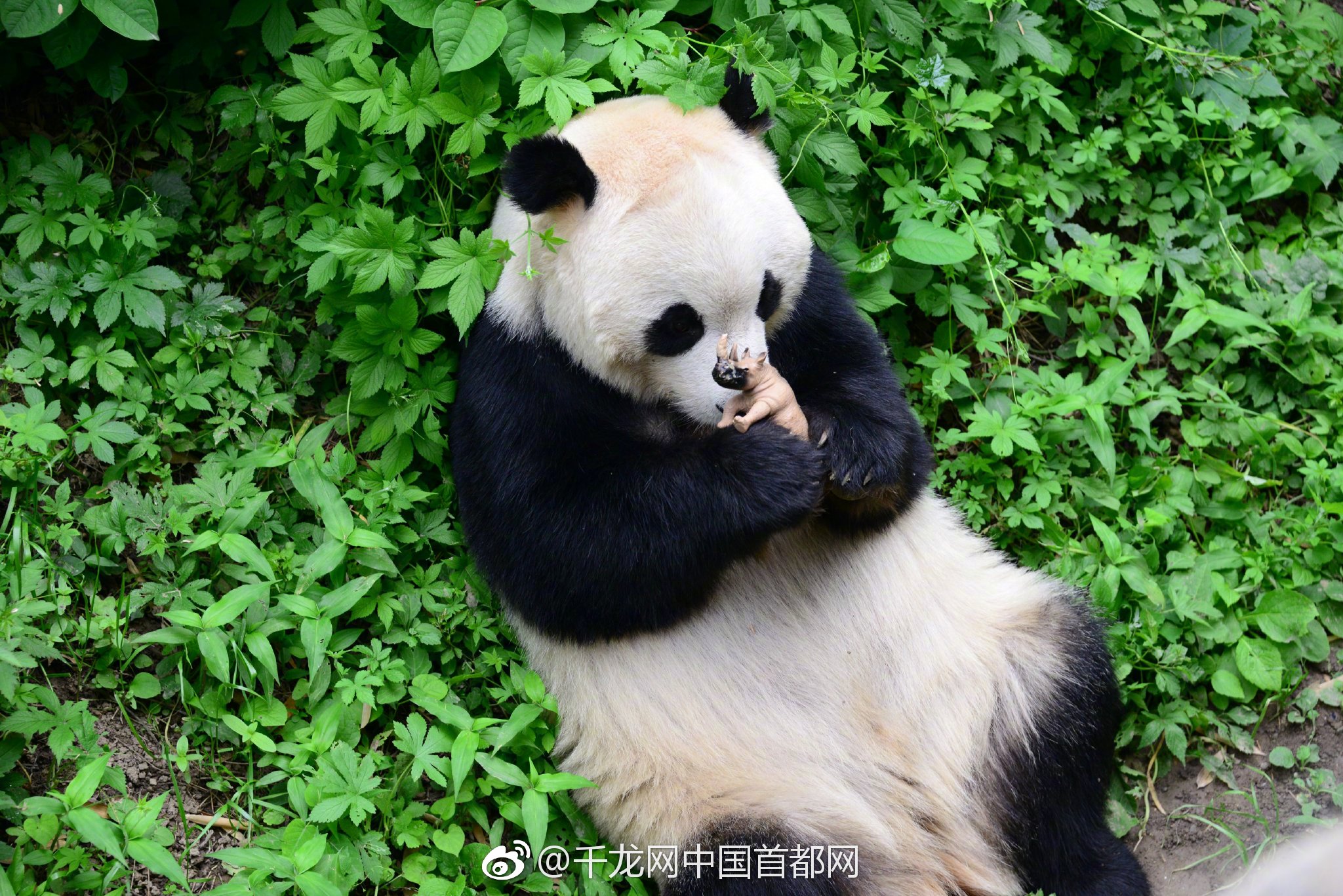 一父两母?全球首位