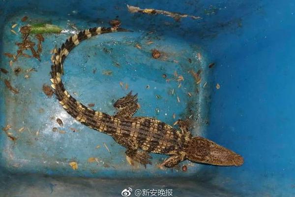 法国铁路推新举措：速度更快价格更低 售票点更多
