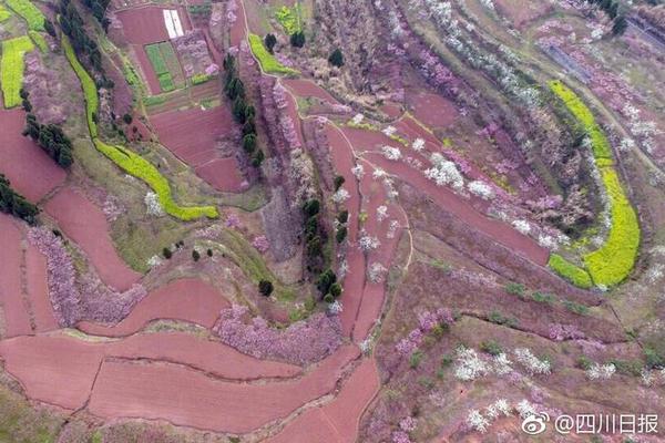 清华大学发布AI使能平台“紫为云” 加速AI落地_BGP CN2服务器