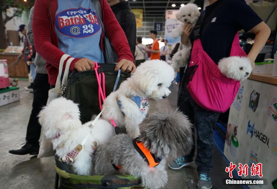雷军 董小姐喊你来看格力财报啦!10个亿准备好..._CN2服务器视频会议