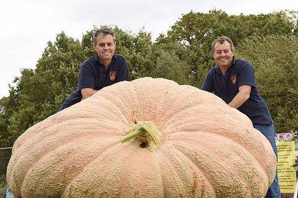 孤存直播吹嘘自己很抢手,无数战队想要他!弹幕:看看你人气先?_国产芯片云服务器