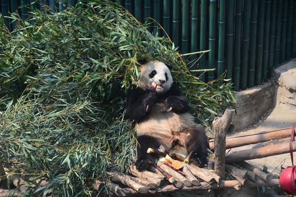 特朗普真想就削减核武器与中国谈判?_云电脑优缺点