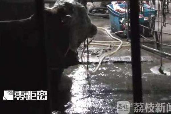 成都海关截获价值上千万濒危鱼鱼鳔_CN2服务器mtr