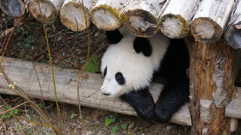 孟加拉海军采购的两艘中国护卫舰抵达目的地 结构接近056_挂机宝解锁流媒体