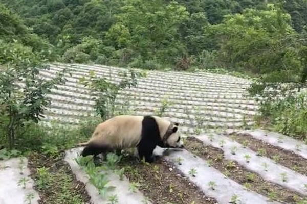 漫画：在1秒内让女友炸毛_云电脑镜像